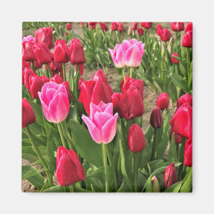 Imã Tulipas Rosa e Vermelha