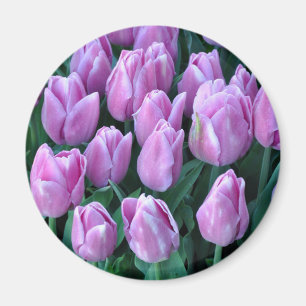 Imã Tulipas roxas do primavera