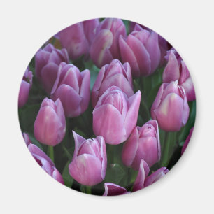 Imã Tulipas roxas do primavera