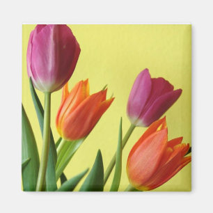 Imã Tulipas Roxas E Oranas