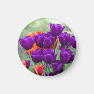 Imã Tulipas roxas escuras