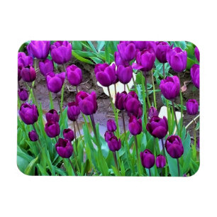 Ímã Tulipas Roxas, Oregon