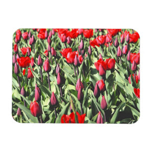 Ímã Tulipas vermelhas