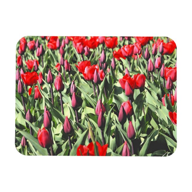 Ímã Tulipas vermelhas (Horizontal)