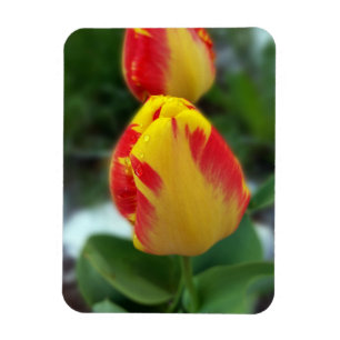 Ímã tulipas vermelhas amarelas
