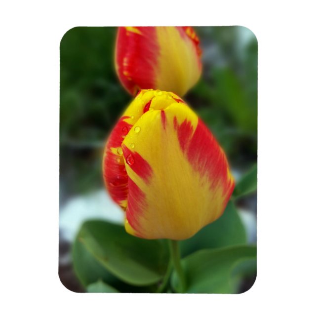 Ímã tulipas vermelhas amarelas (Vertical)