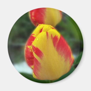 Imã tulipas vermelhas amarelas