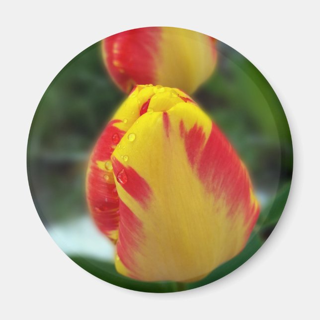 Imã tulipas vermelhas amarelas (Frente)