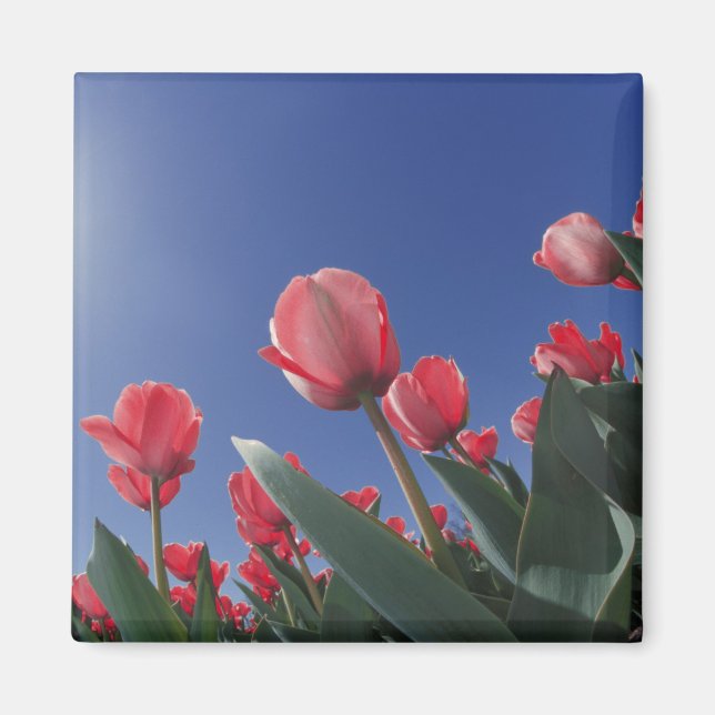 Imã Tulipas vermelhas de ângulo muito baixo, Cincinnat (Frente)