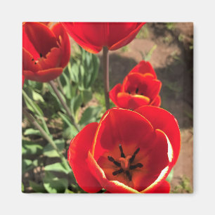 Imã Tulipas Vermelhas dentro