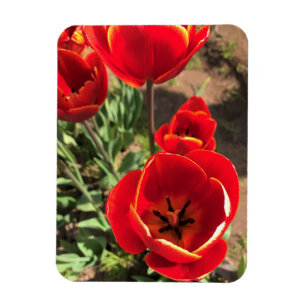 Ímã Tulipas Vermelhas dentro
