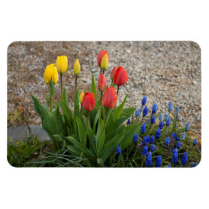 Ímã Tulipas Vermelhas e Amarelas