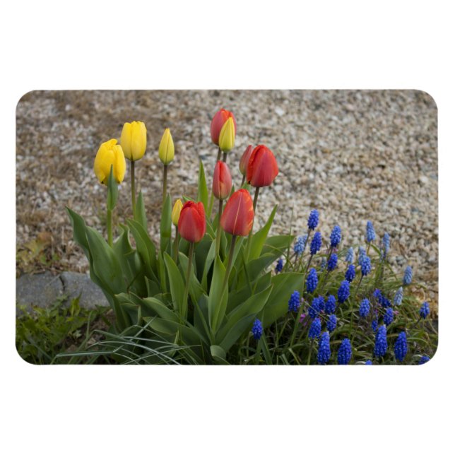 Ímã Tulipas Vermelhas e Amarelas (Horizontal)