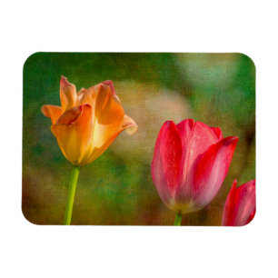Ímã Tulipas vermelhas e amarelas em fundo texturizado