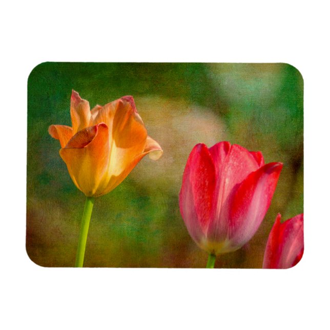 Ímã Tulipas vermelhas e amarelas em fundo texturizado (Horizontal)