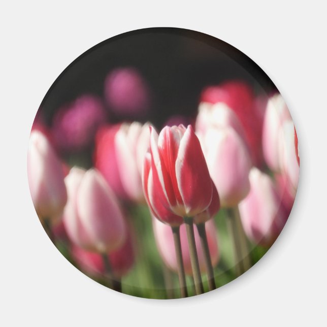 Imã Tulipas Vermelhas e Brancas e Rosa (Frente)