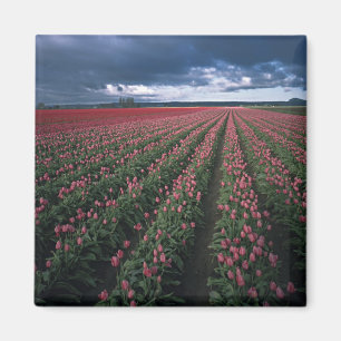 Imã Tulipas vermelhas e cor-de-rosa claro brilham sob 