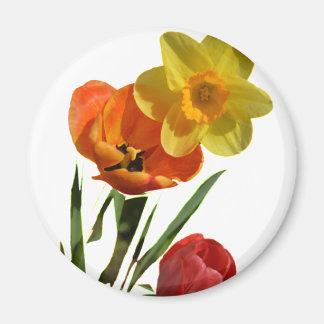 Imã Tulipas vermelhas e flores de narciso amarelo
