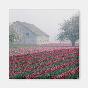 Imã Tulipas vermelhas e rosadas cumprimentam o dia em 