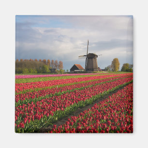 Imã Tulipas vermelhas e um moinho de vento