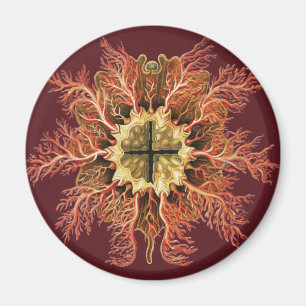 Imã Tunicado Náutico Ernst Haeckel Arte da Vida no Mar