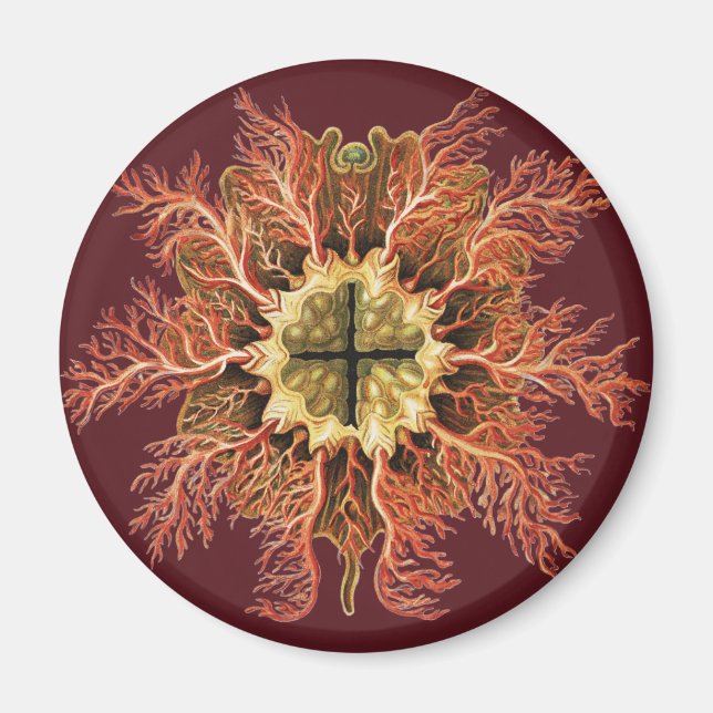 Imã Tunicado Náutico Ernst Haeckel Arte da Vida no Mar (Frente)