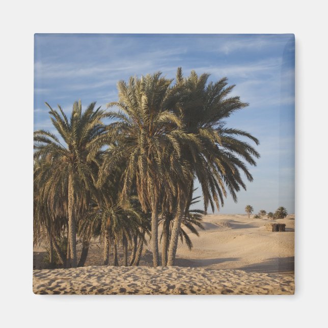 Imã Tunísia, Deserto do Saara, Douz, Grande Duna, palm (Frente)