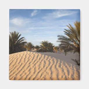 Imã Tunísia, Deserto do Saara, Douz, Grande Duna, palm