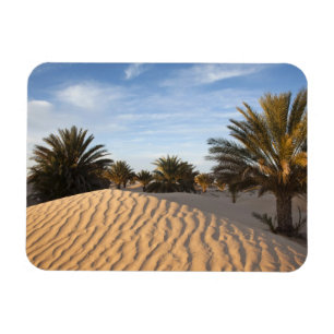 Ímã Tunísia, Deserto do Saara, Douz, Grande Duna, palm