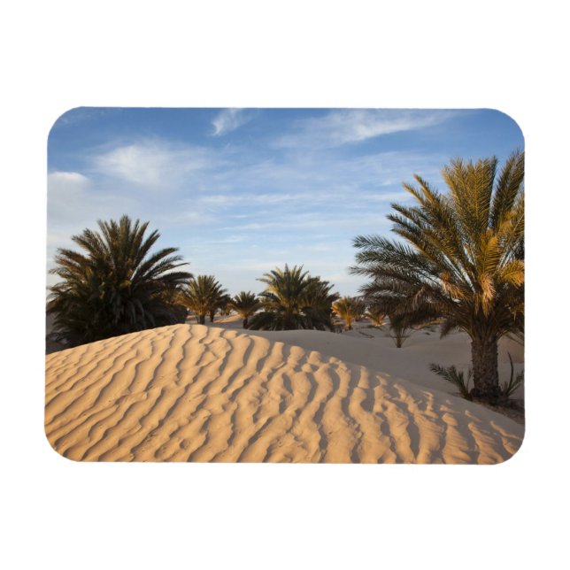 Ímã Tunísia, Deserto do Saara, Douz, Grande Duna, palm (Horizontal)