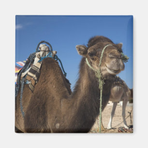 Imã Tunísia, Deserto do Saara, Douz, Zona Turística,