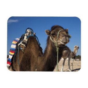 Ímã Tunísia, Deserto do Saara, Douz, Zona Turística,