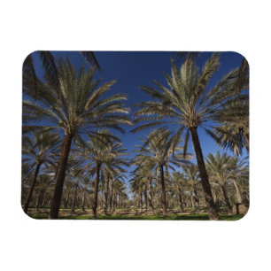 Ímã Tunísia, Deserto do Saara, Douz, Zona Turística, 2