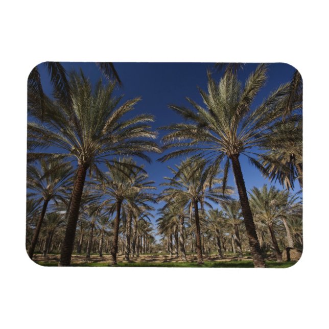 Ímã Tunísia, Deserto do Sara, Douz, Zone Touristique,  (Horizontal)