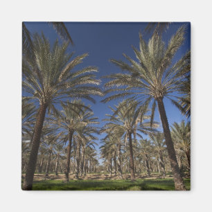 Imã Tunísia, Deserto do Sara, Douz, Zone Touristique, 