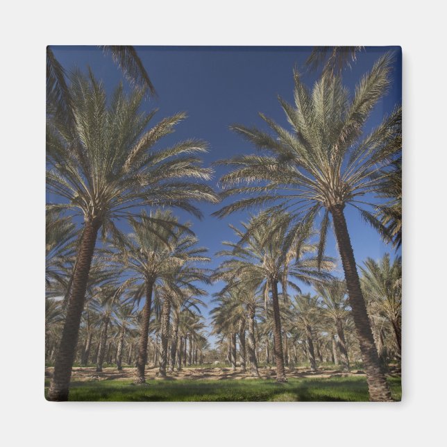 Imã Tunísia, Deserto do Sara, Douz, Zone Touristique,  (Frente)