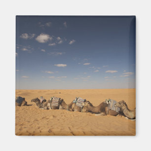 Imã Tunísia, Zona de Ksour, Ksar Ghilane, Grand Erg 4