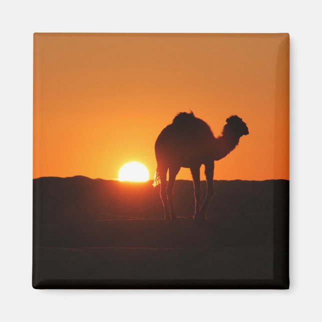 Imã Tunisian desert, camel at sunset (Frente)