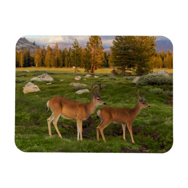 Ímã Tuolumne Meadow, Yosemite (Horizontal)