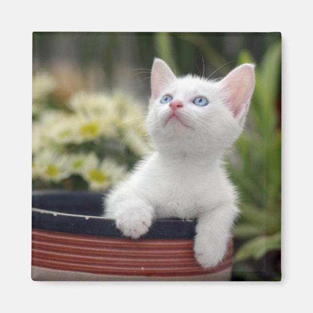 Imã Turco White Kitten (Frente)