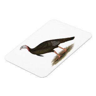 Ímã Turkey: Eastern Wild Tom