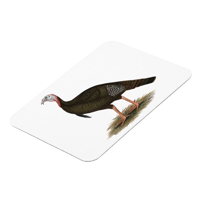 Ímã Turkey:  Eastern Wild Tom (Left Side)