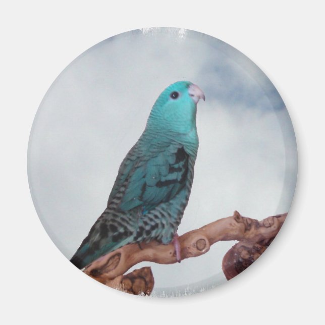 Imã Turquoise linnie (Frente)