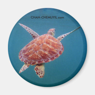 Imã Turtle Magnet