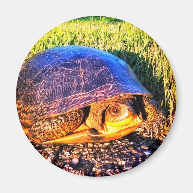 IMÃ TURTLE MAGNET (Frente)