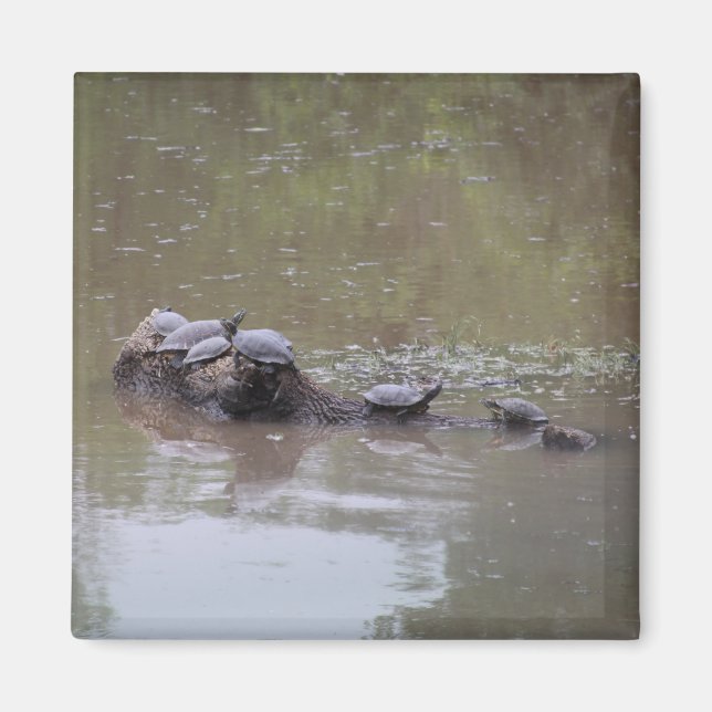 Imã Turtle Magnet (Frente)