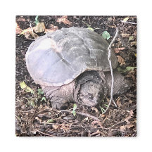Turtle Magnet