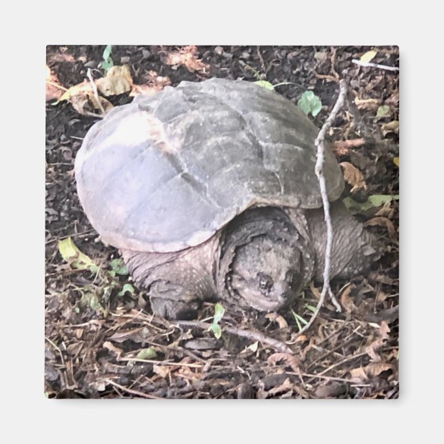 Imã Turtle Magnet (Frente)