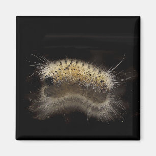 Imã Tussock Caterpillar da hicória