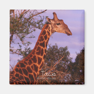 Imã Tutwa, girafa na língua de Tetswana, ímã